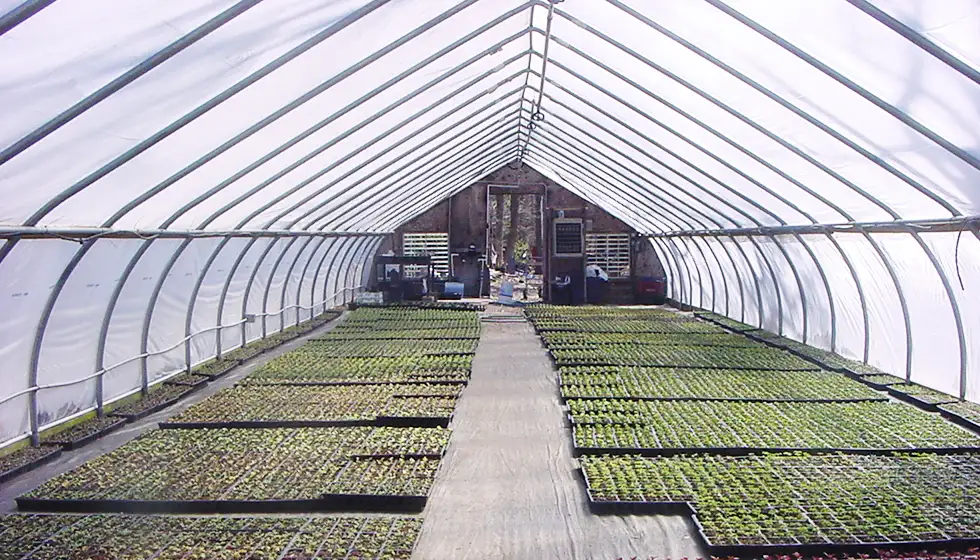 Grower's Guide: What is a Cold Frame Greenhouse?