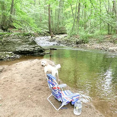 a dog and a beack chair at the river