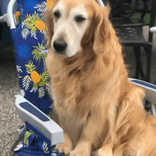 dog on a beach chair